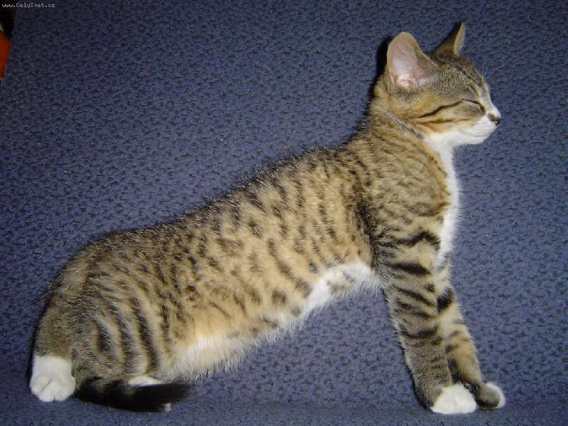 Foto: Sfinga-Sp�c� kocourek J�ja