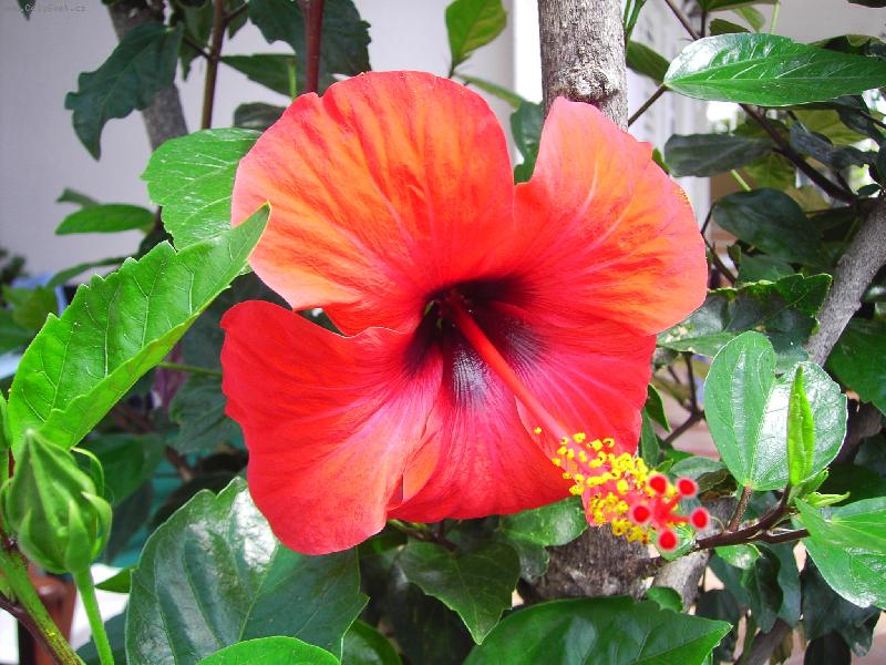 Foto: �erven� mi slu��