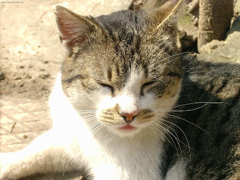 Foto: �i�inka sp�nk�