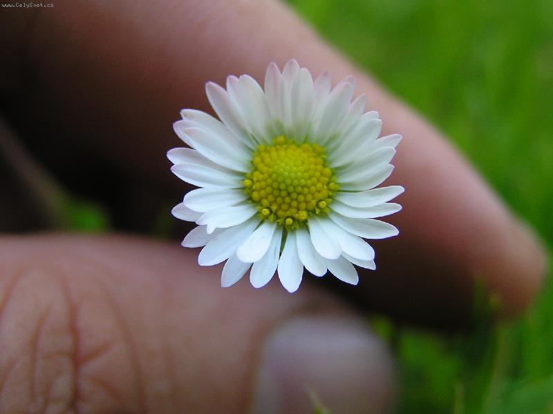 Foto: Kv�tinka-Sedmikr�ska