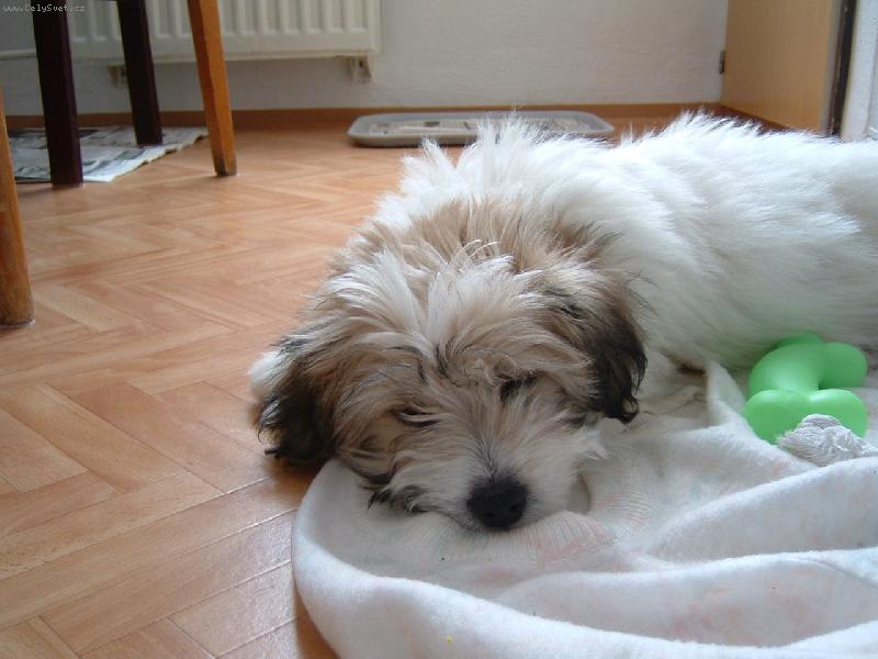 Foto: Sladk� sny-sp�c� Done�ek