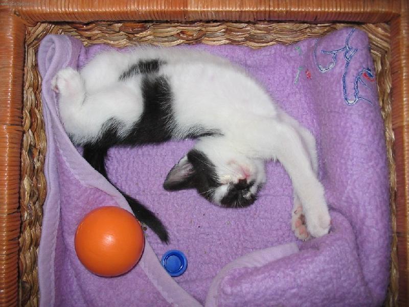 Foto: Sladk� span�