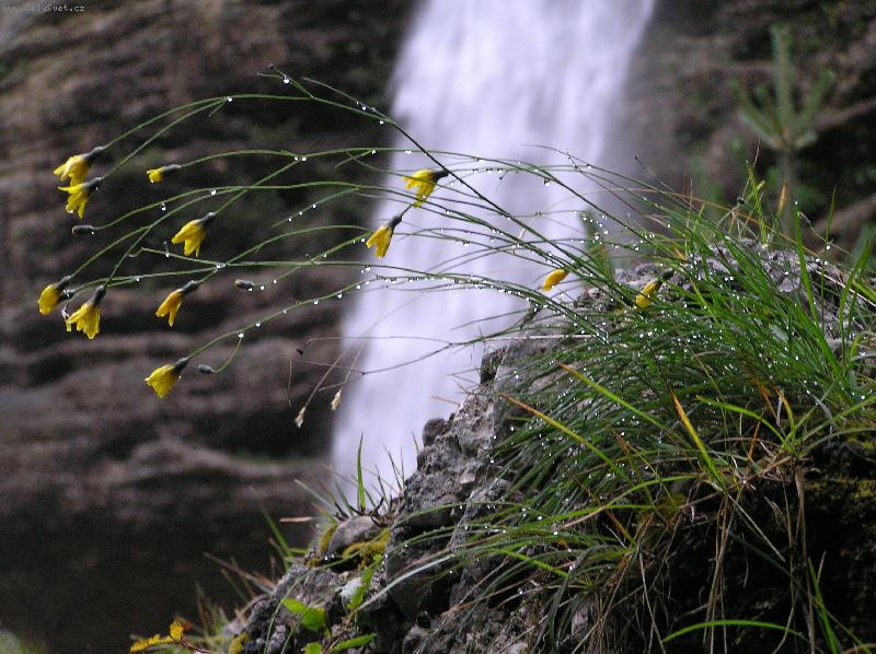 Foto: Kapky rosy-Slovinsko - Julsk� Alpy