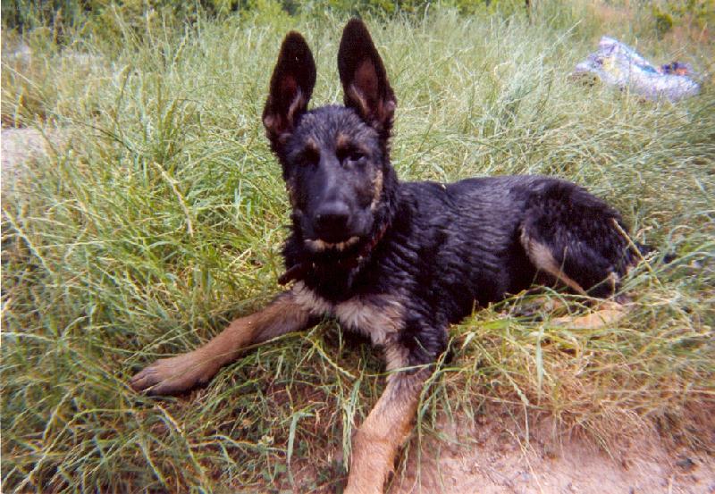 Foto: Dinou�-Taky se r�d schlad�m