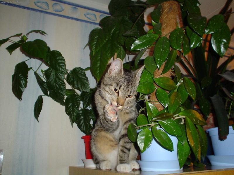 Foto: Mike� na sk��ni-...v�dy hled� neobvykl� m�sta