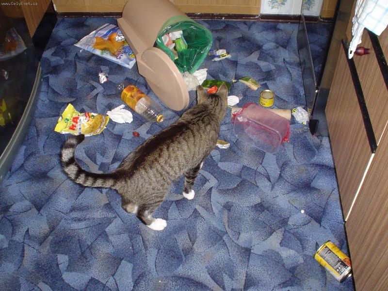 Foto: Popel�� Mike�-Kdy� b�v� s�m doma, p�ehrabuje odpadky