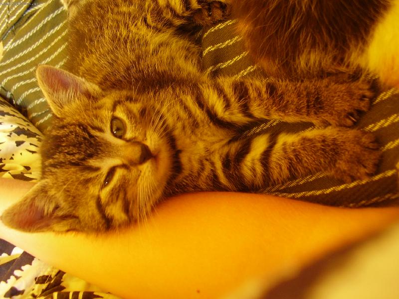 Foto: Ko��tko-ko�i�� mal� sle�na :-))