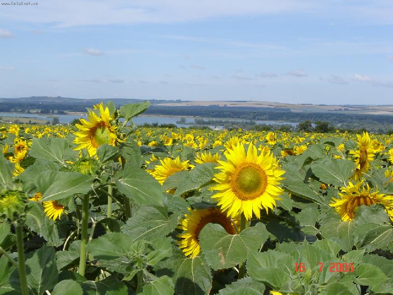 Foto: slune�nice-pole