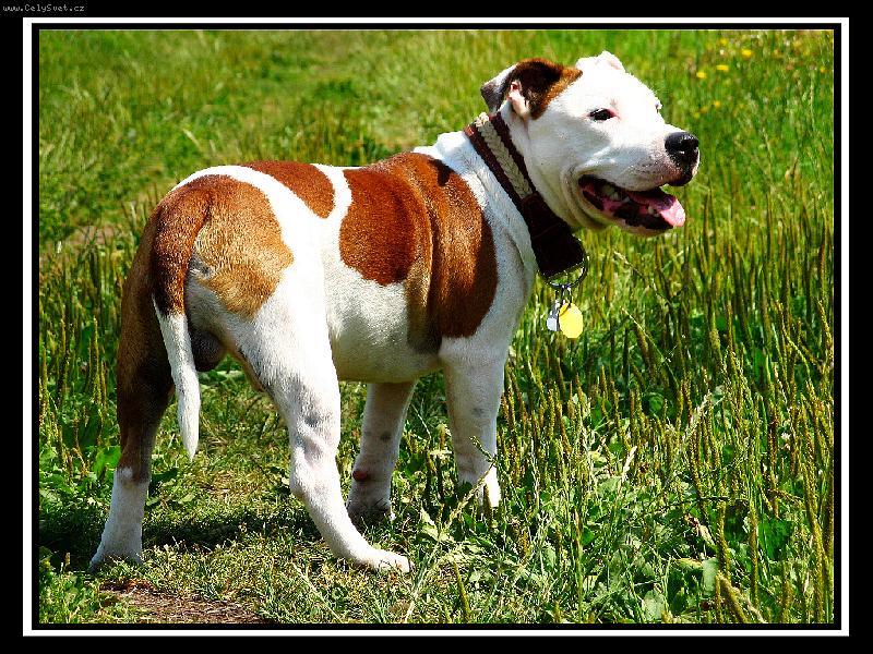 Foto: Dick-Na�e malink� zlobidlo na v�let�