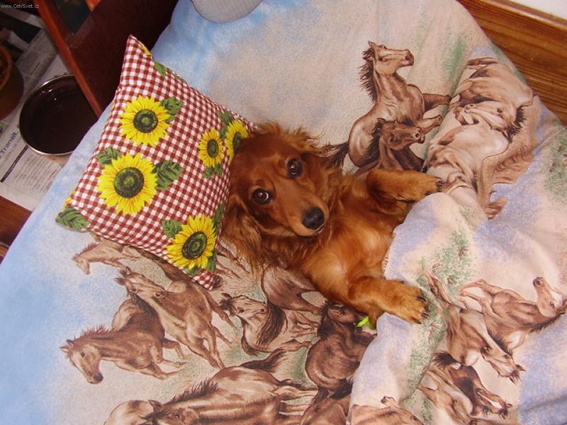 Foto: Alda-Alda v moj� post�lce