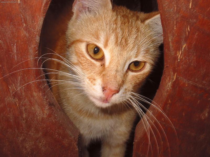 Foto: Zamilovan� ko�i�� pohled