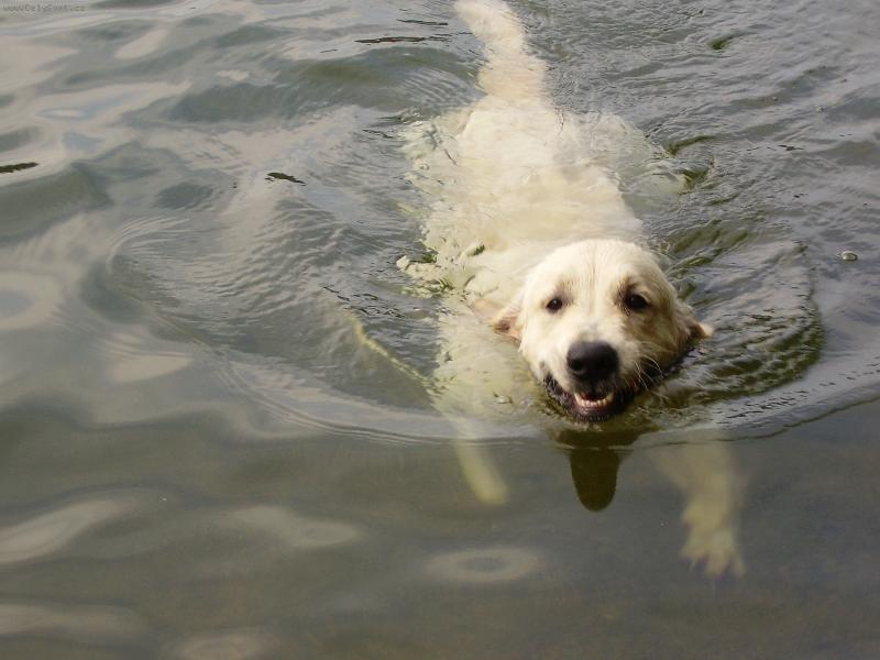 Foto: nov� druh ondatry-p�ehrada v Jablonci