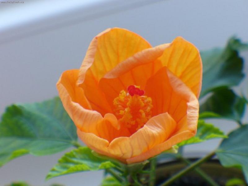 Foto: Ibi�ek v rozkv�tu