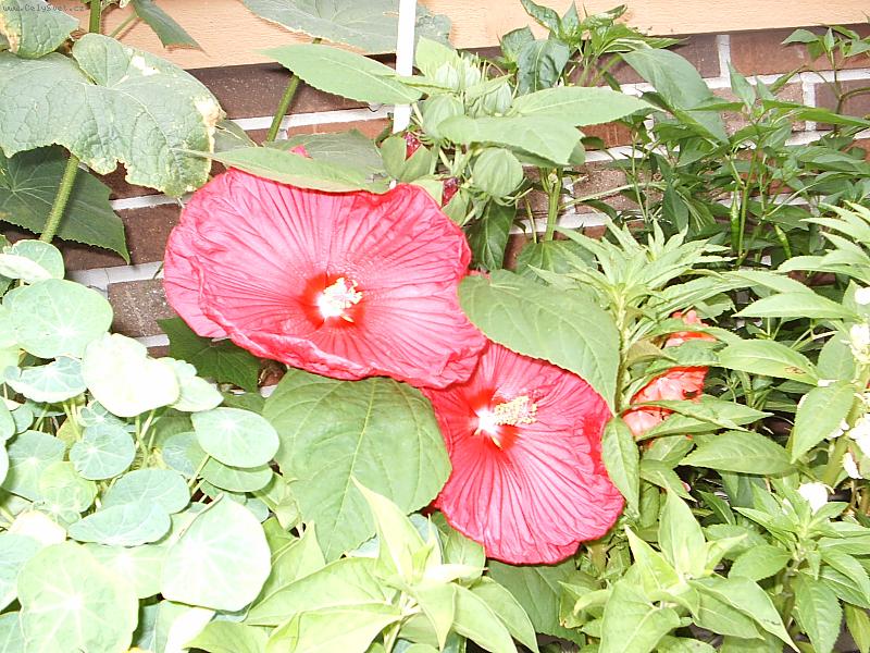 Foto: ibisek-velikost talire