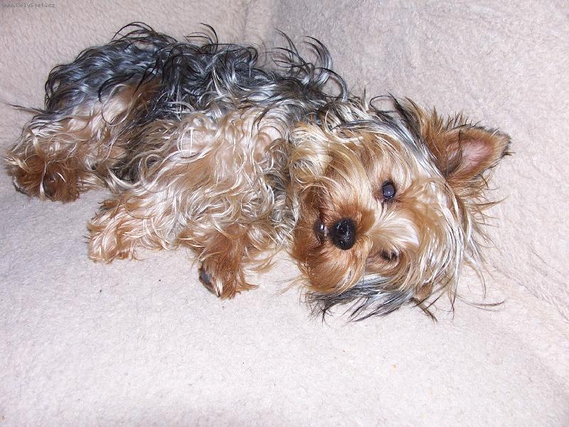 Foto: n� mil��ek-to jsem j�