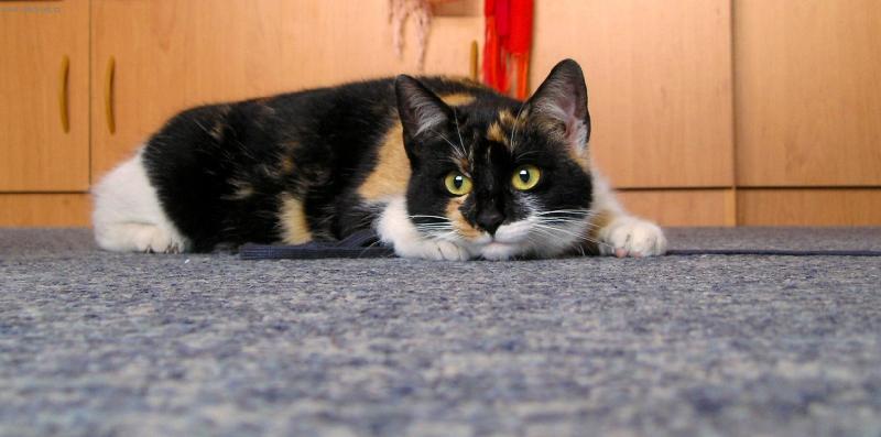 Foto: Babetka-ko�ka ve st�ehu