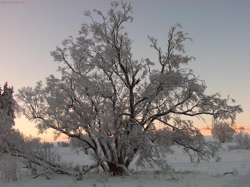 Foto: Kr�sa uhl��sk�ho vrchu 8.1.2006