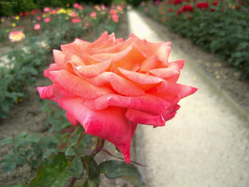 Foto: Kr�lovna kv�tin