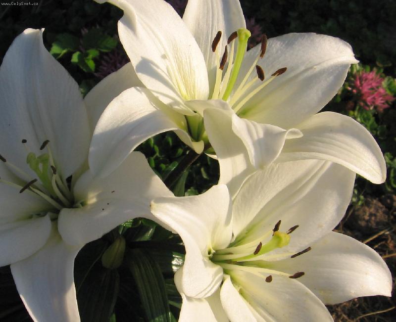 Foto: B�l� vzne�enost