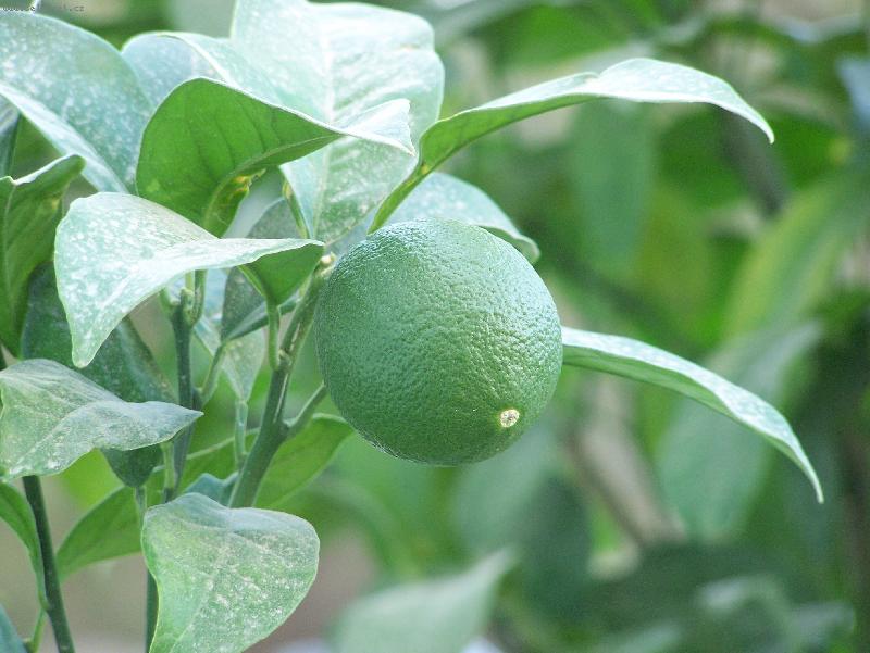 Foto: Zelen� pomeran�-foto na Kr�t�