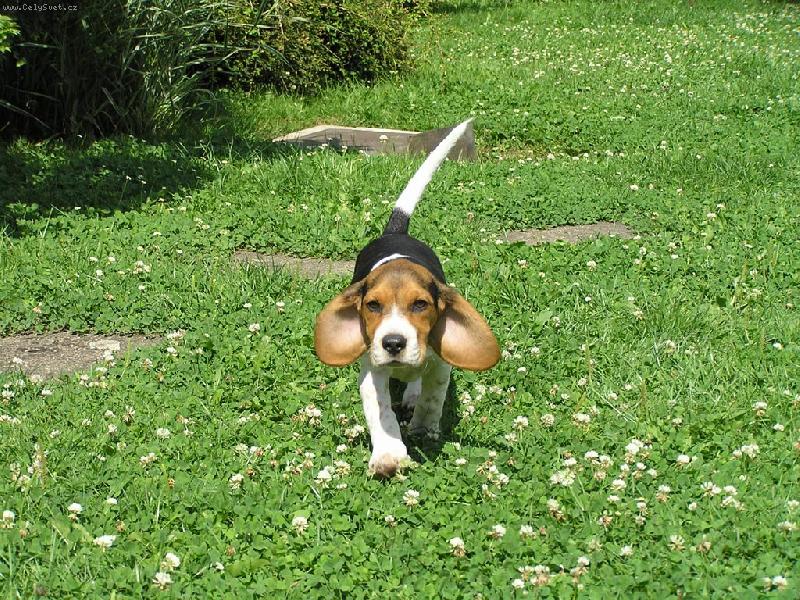 Foto: L�taj�c� BARA-L�taj�c� BARA