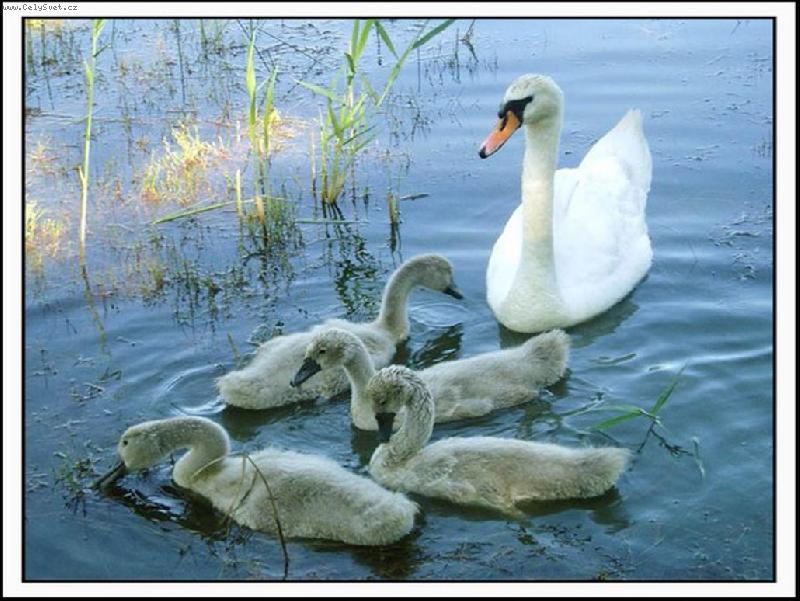 Foto: ...labut� rodinka...-No nejsou kouzeln�?