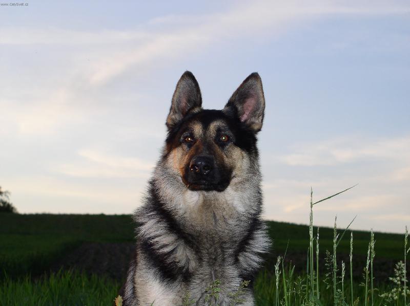 Foto: Tady hl�d�m J� !!!-N�meck� ov��k