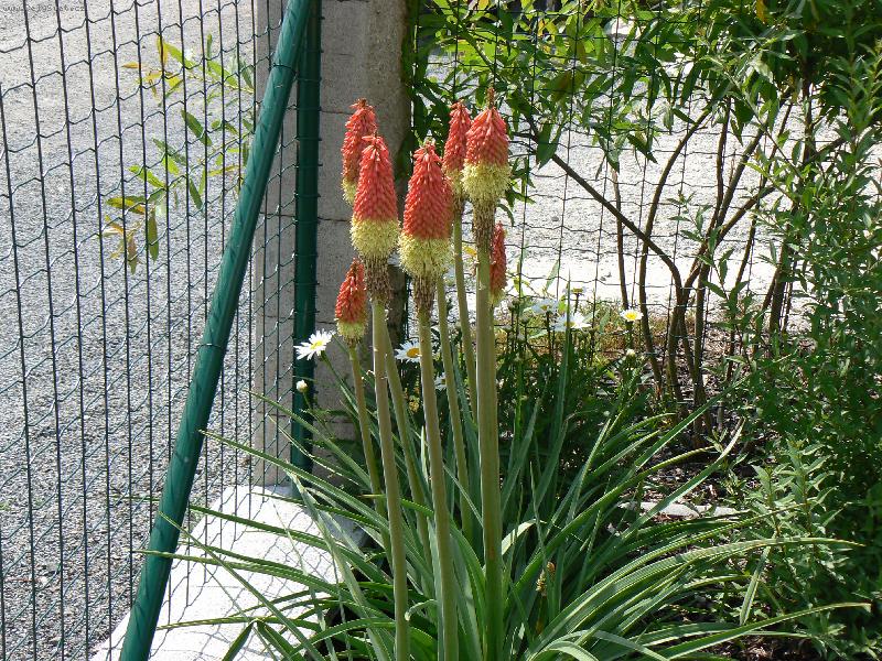 Foto: Kleopat�ina jehla-Kleopat�ina jehla