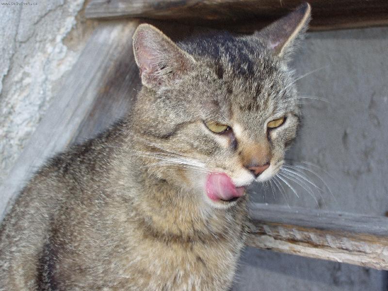 Foto: Bobi�ek po sn�dani.-Dobr� to bylo.