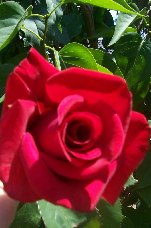 Foto: r��i�ka1