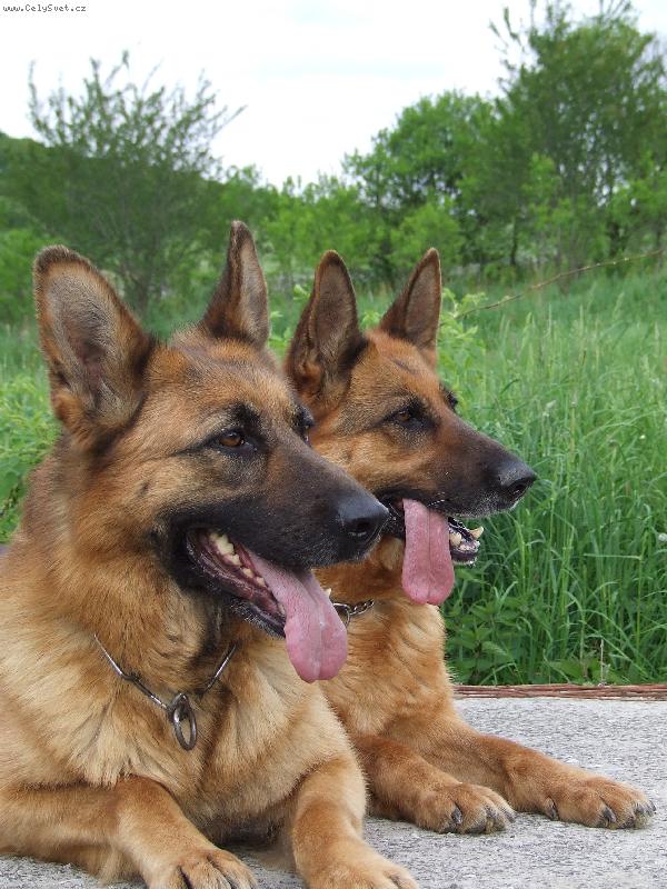 Foto: Vychutn�vame si dobr� v�h�ad--Jeny a Hexe