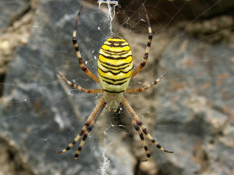 Foto: Pavou�� krasavec-K���k pruhovan�