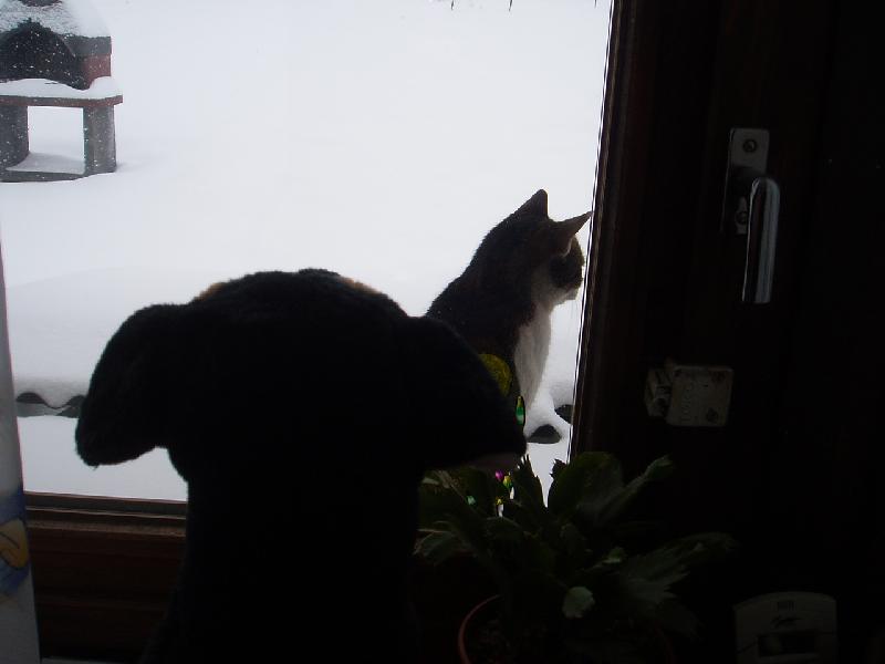 Foto: Zimn� romance-Na okn� sed�la ko�ka a z okna koukal pes