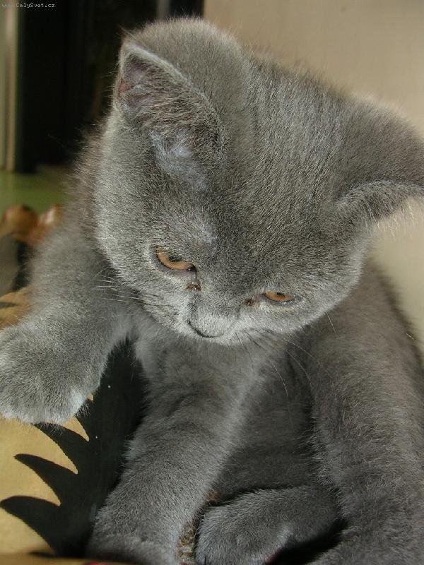 Foto: Mal� m��a-Jim, mal� chlupat� kuli�ka