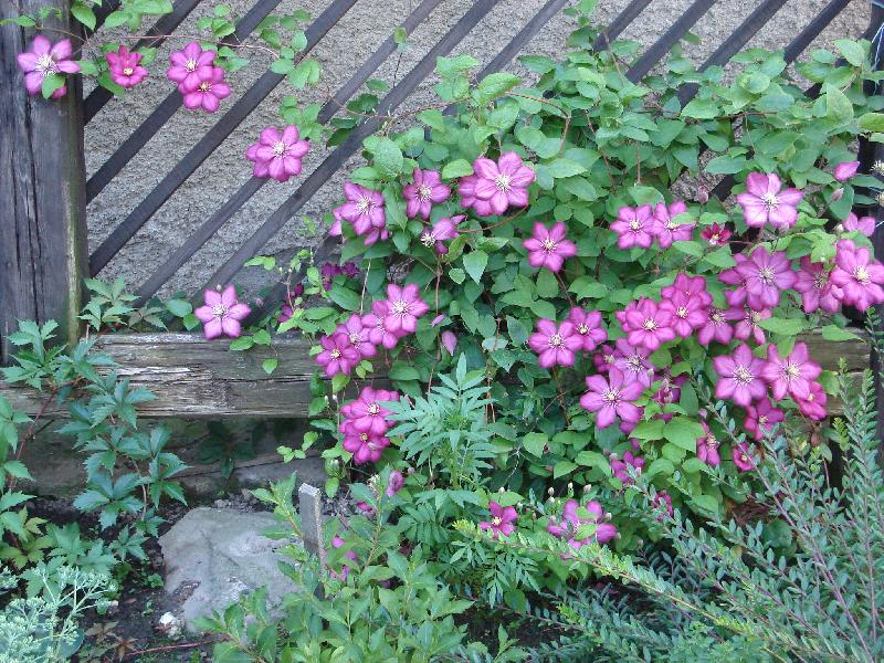 Foto: rozkvetl� kr�sa