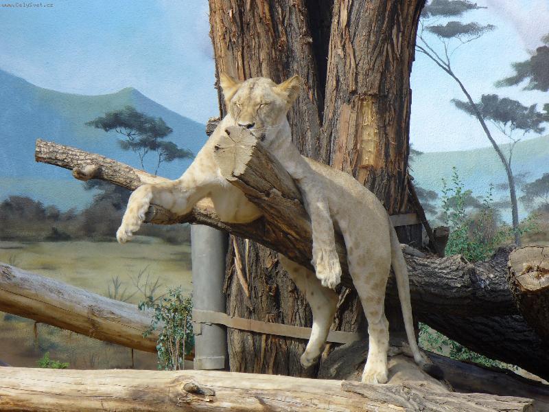 Foto: ODPO�INEK NA SLUNCI-Takov� mal� ko�i�ka...