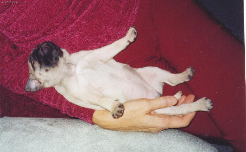 Foto: Mops� miminko