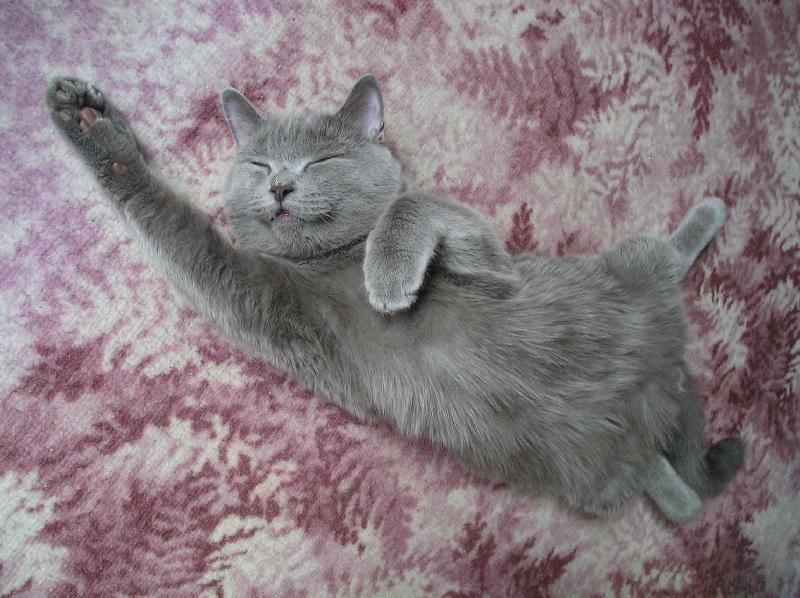 Foto: Kocourek Fanda-....Plha se hl�s�......