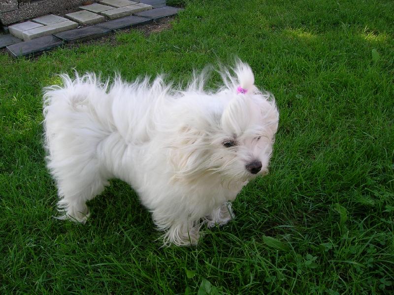 Foto: V�trno-Malt�z��ek Magie