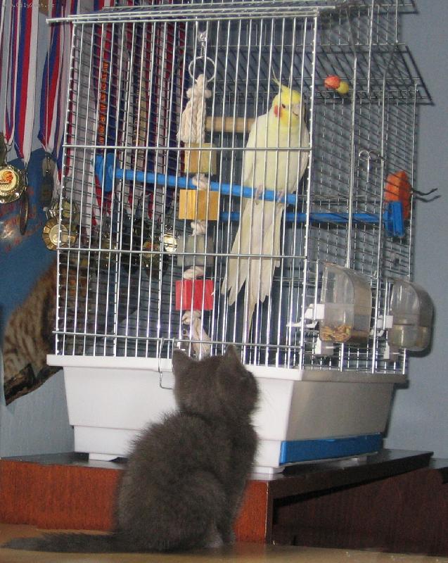 Foto: Mike� a korelka-N� pt��ek se zrovna p�edstavuje nov�mu �lenu rodiny...