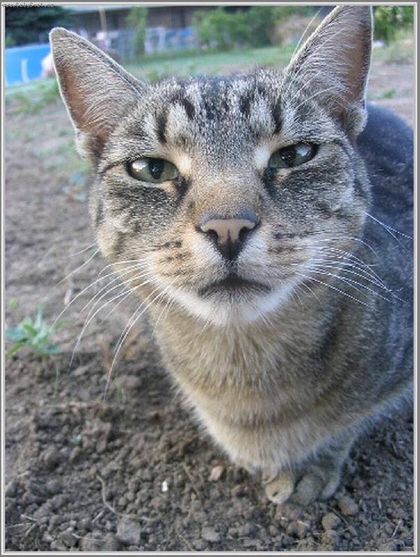 Foto: Kde m�m ty br�le...-soused�v Leo�