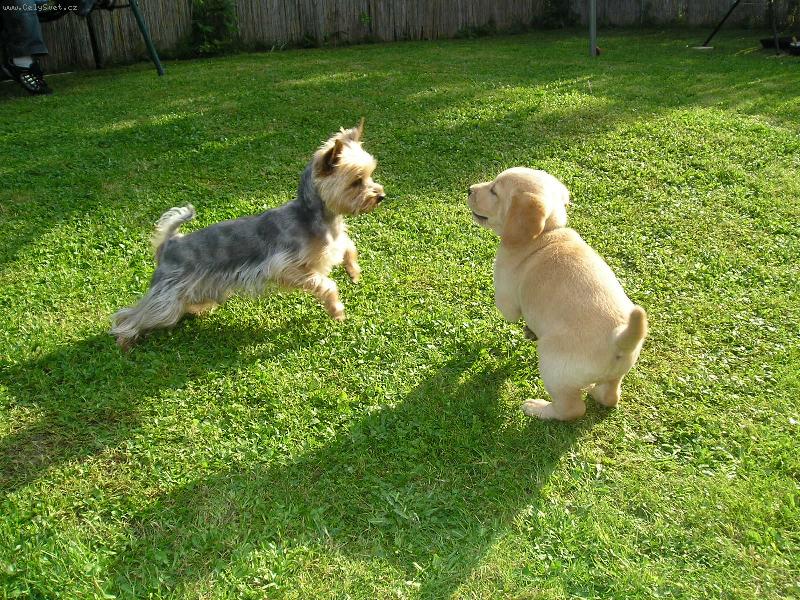 Foto: Dov�d�n�-jork��r Jerry