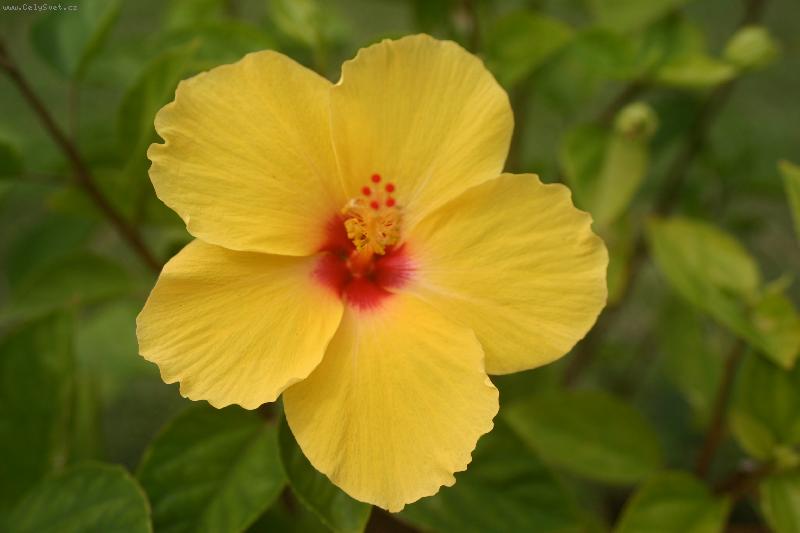 Foto: Ibi�tek II.-Ibi�tek