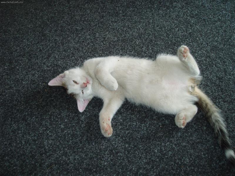 Foto: Kocourek Kul�k-pohoda,kl�dek....