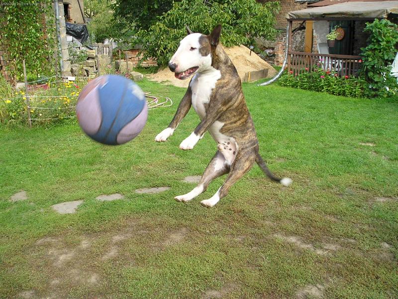 Foto: sk��u dob�e,sk��u r�d