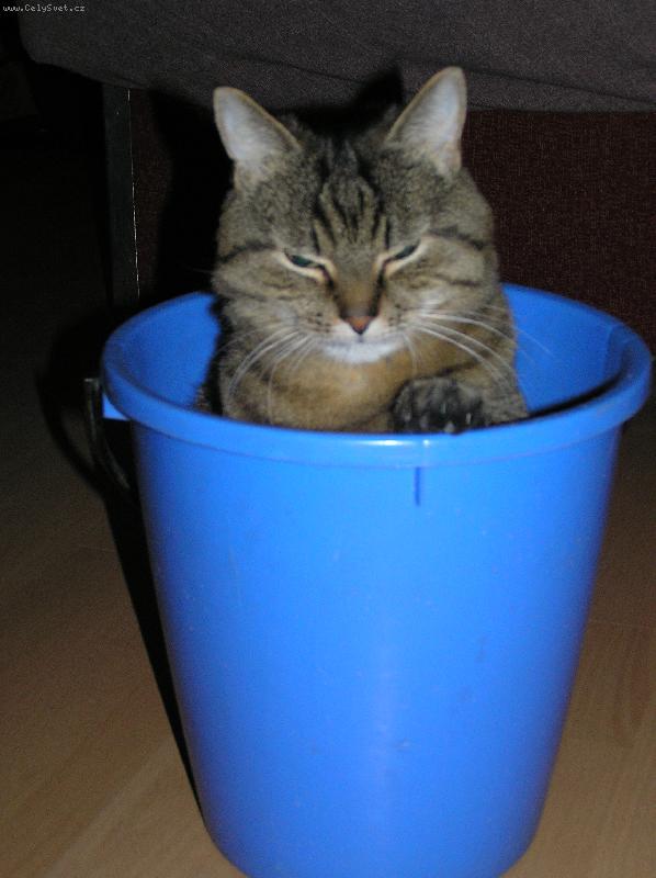 Foto: Silvestr v kybl�ku