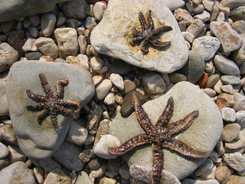 Foto: Hv�zdice 3�