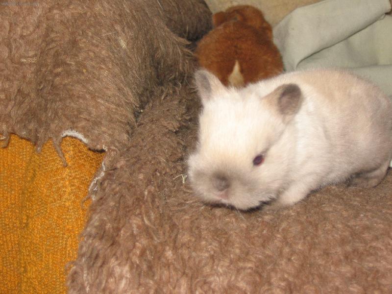 Foto: Pin�a-Kr�l��ek um�le odchovan� od sv�ho prvn�ho dne �ivota.