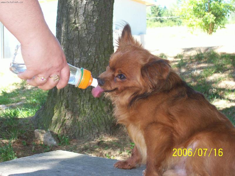 Foto: ��niv� pes-Benny pije