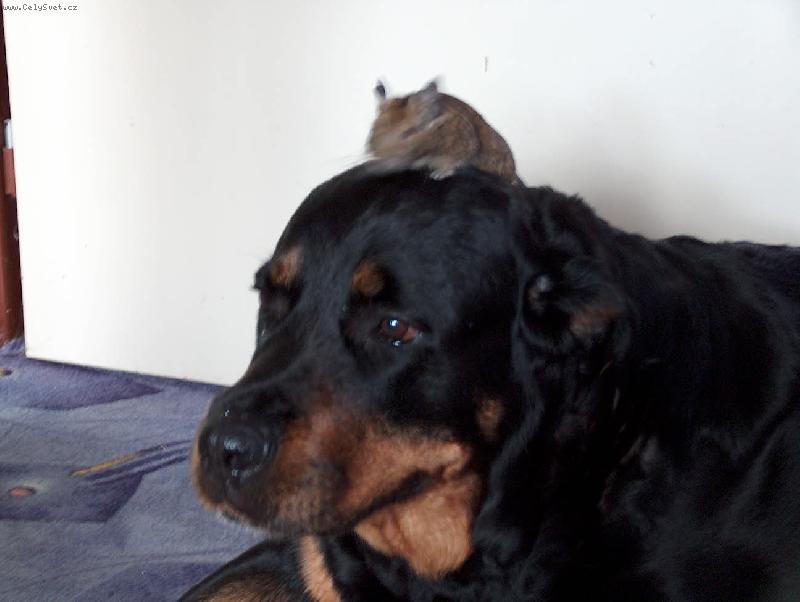 Foto: David a Goli�-sou�it� �len� dom�cnosti